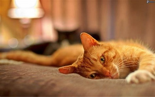 A close-up of a paper filter filled with ground coffee